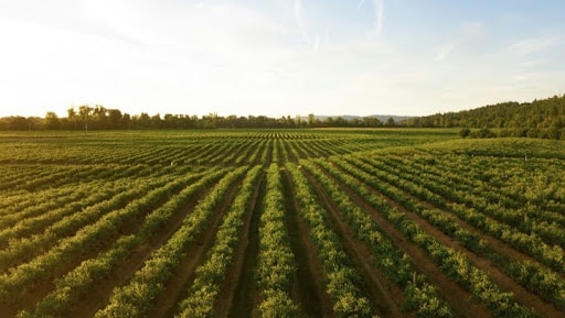 TNFD自然風險評估-以食品與農業產業為例