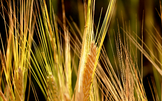 原物料：資金行情有基本面支撐